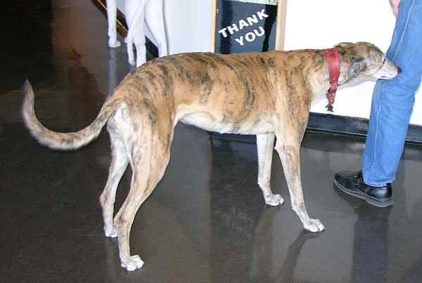 Retired racing greyhound at the Greyhound Hall of Fame