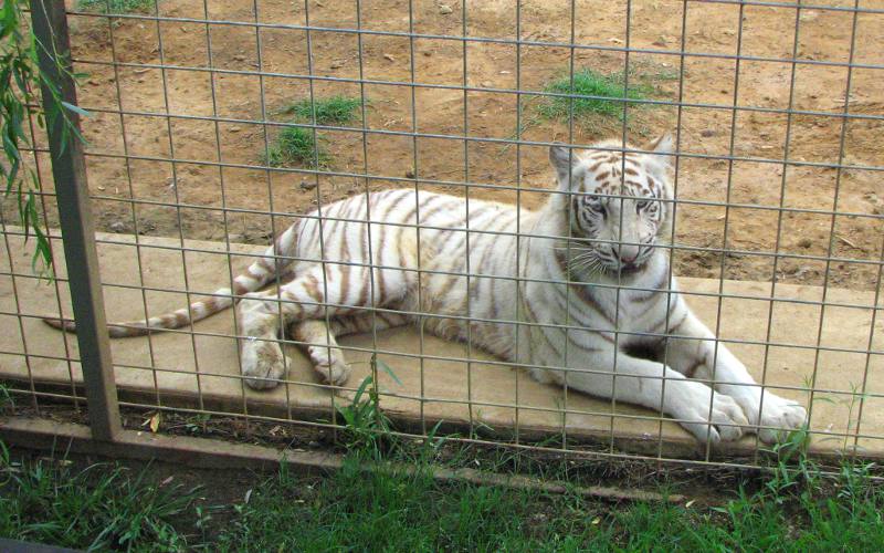 White Bengal Tiger at Safari Zoological Park in Canery