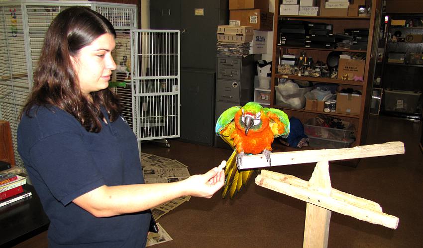 Delia Lister and Charlie the Catalina macaw