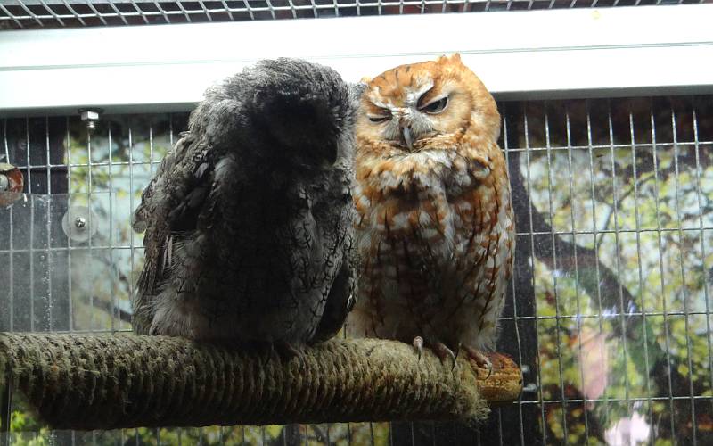 Eastern screech owls at Milford Nature Center