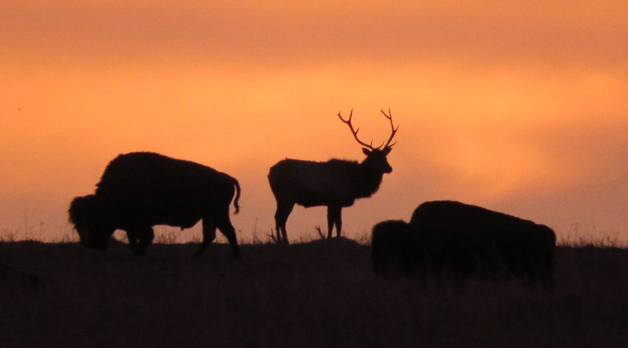 Bison and elk at dawn at Maxwell Wildlife Refuge