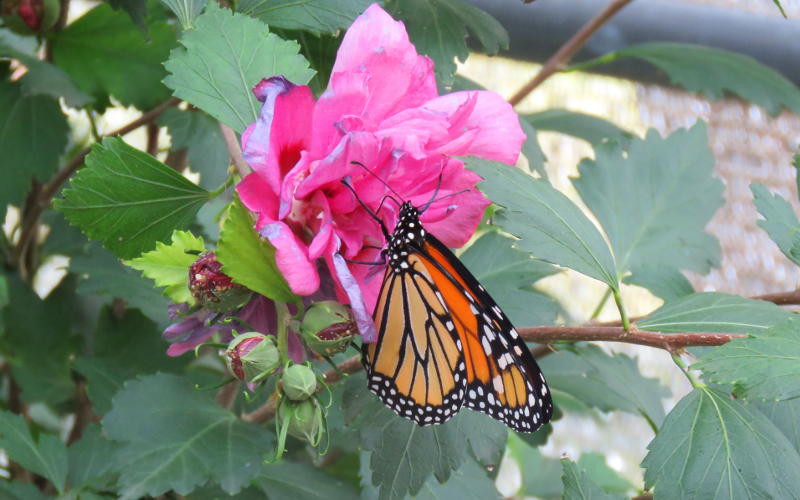 Great Bend Brit Spaugh Zoos Butterfly House