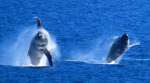 Maui whales double breach