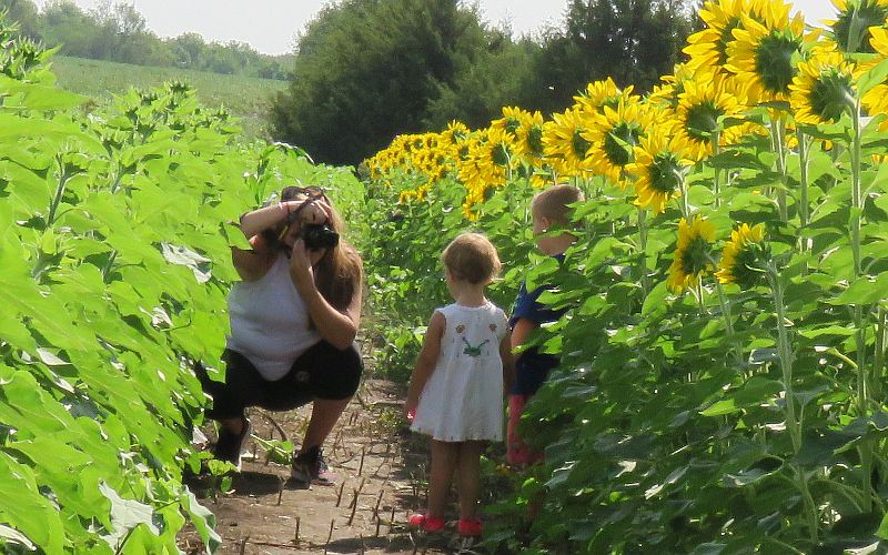 Photographing children with the sunflowers