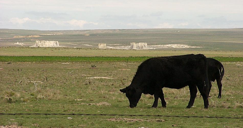 cattle and monument rocks