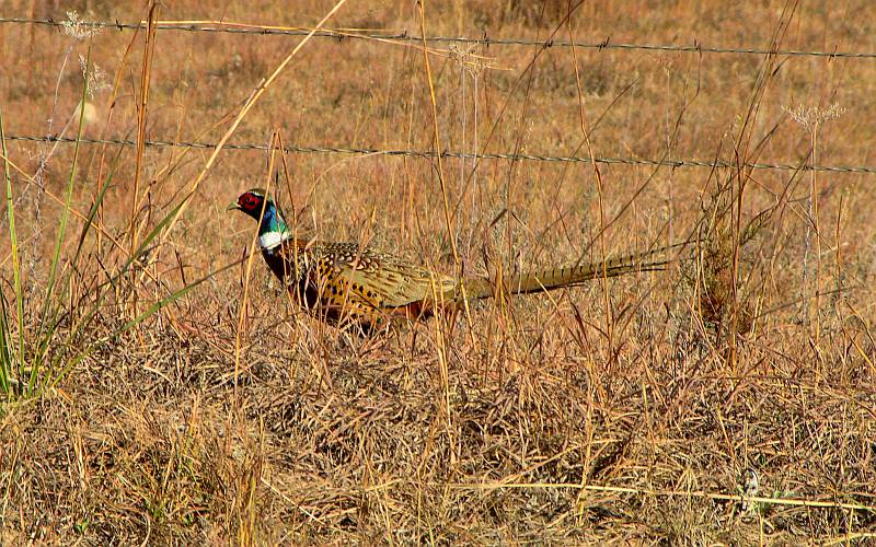 ring-necked pheasant in the Gypsum Hills