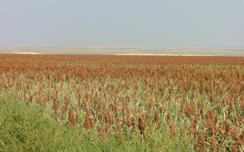 sorghum fields in western Kansas