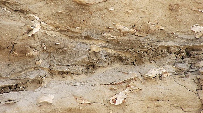 Fossils and shells at Kansas Monument Rocks
