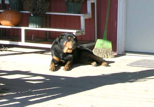 Athena the dog at Pome on the Range