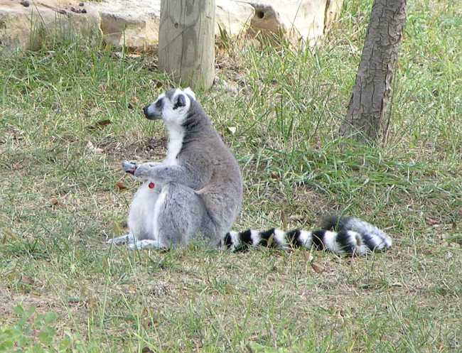 Ring-Tailed Lemur at Rolling Hills Zoo