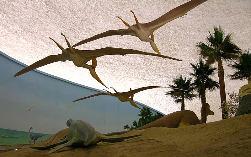 Flying dinosaurs at the Sternberg Museum in Hays, Kansas