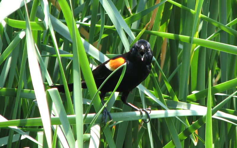 Red wing black bird at Botanica.