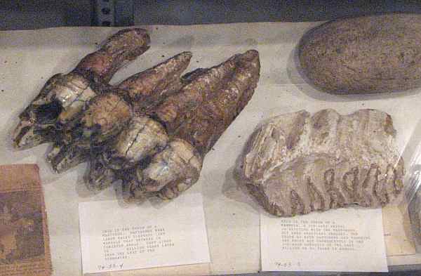 Mammoth teeth at Coffey County Historical Society Museum