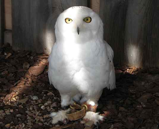 Snowy Owl at Eagle Valley Raptor Center