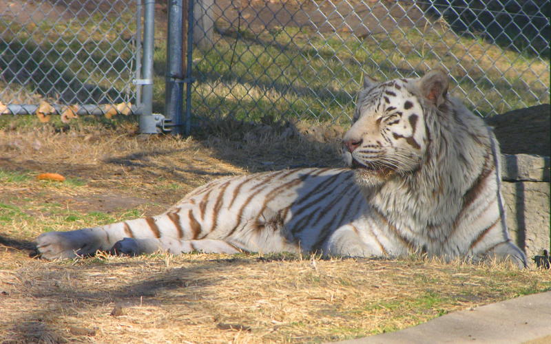 white Bengal tiger in Brit Spaugh Zoo