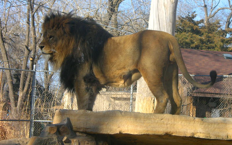 Lion at Brit Spaugh Zoo in Great Bend, Kansas