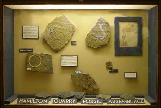 Johnston Geology Museum - Hamilton Quarry Fossil Assemblage