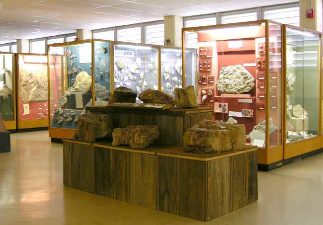 Petrified wood  in the Johnston Geology Museum