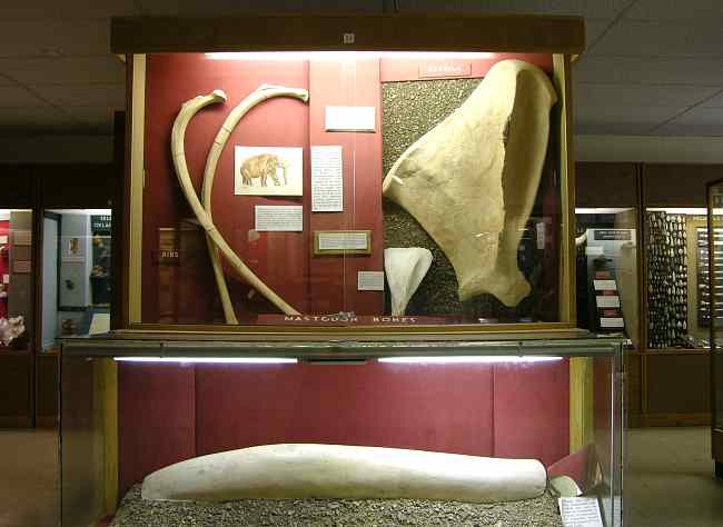 Mastodon bones and tusk in the Johnston Geology Museum