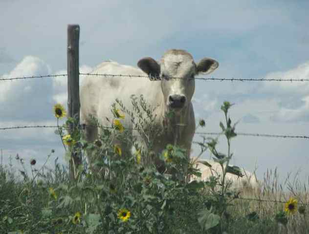 cow and sunflowers near Mount Sunflower