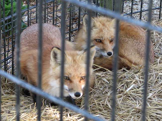 foxes at the Emporia Zoo