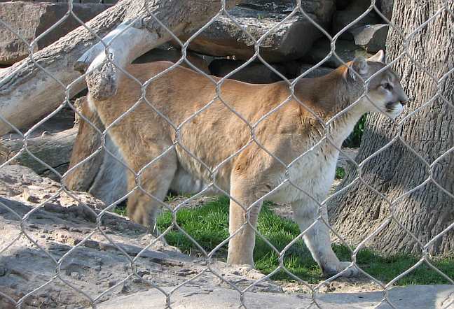 Cougar at David Traylor Zoo in Emporia, Kansas