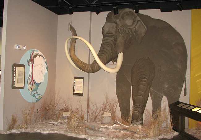 Mastadon tusks at the Finney County Historical Museum