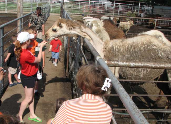 Feeding a camel at Hedrick's Exotic Animal Farm