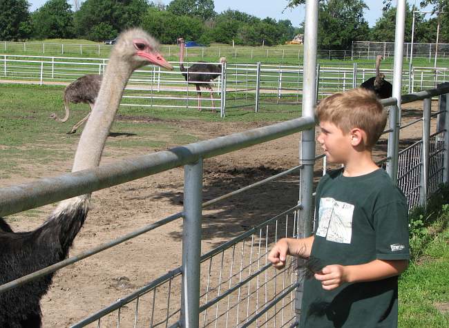ostrich and boy