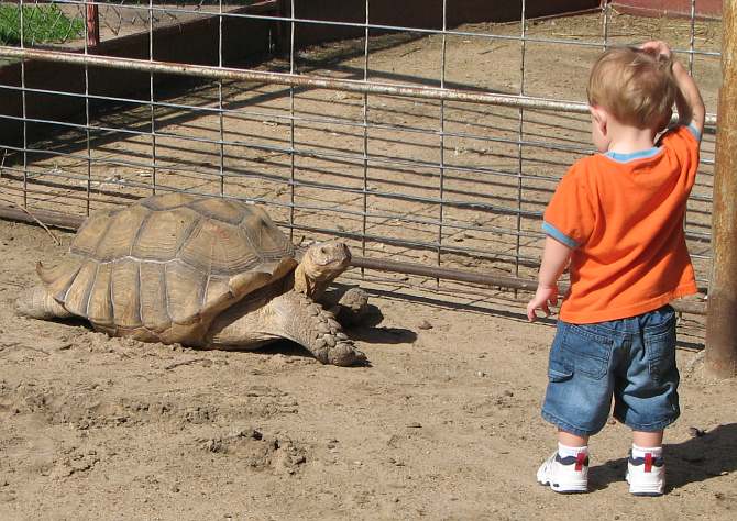 giant tortoise and little boy