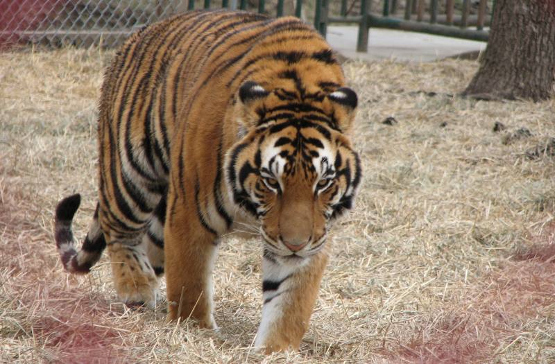 Tiger (Panthera tigris)