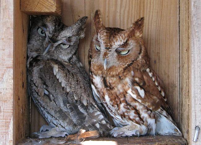 Screech owls at Kansas' Eagle Valley Raptor Center.