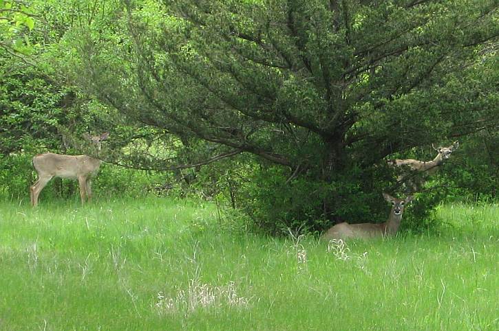 White Tail deer on the Red Buffalo Ranch