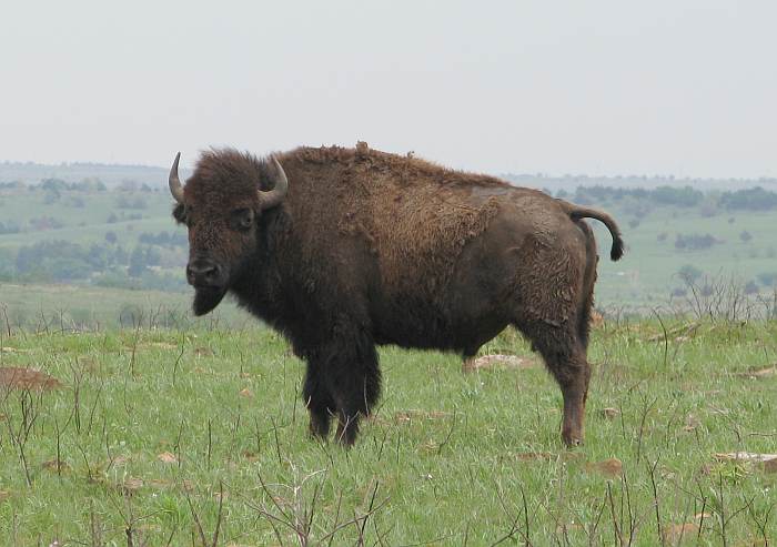 Bull Buffalo (bison)