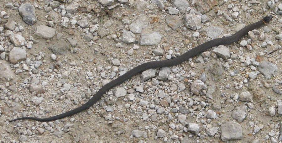Ringneck Snake at Bourbon Lake Falls