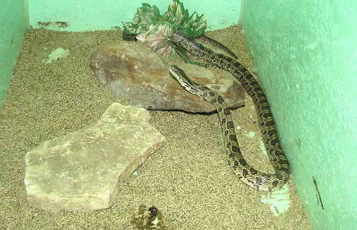 Prairie Kingsnake