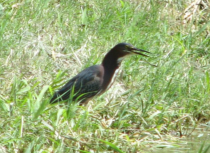 Green Heron