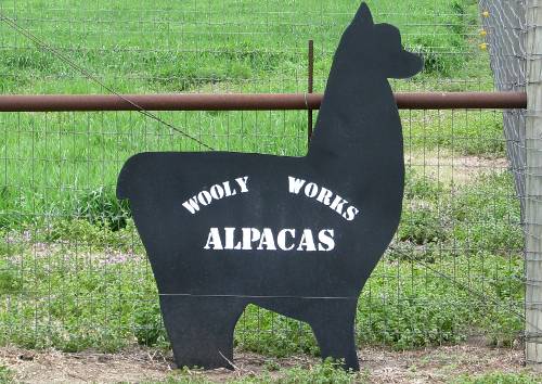 Wooly Works Alpacas - Abeline, Kansas