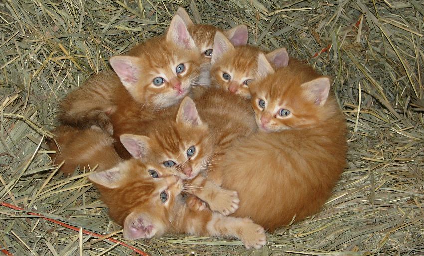 Kansas kittens
