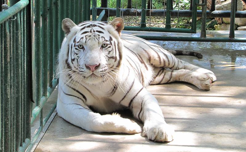 White tiger - Cave Cove Feline Conservacy