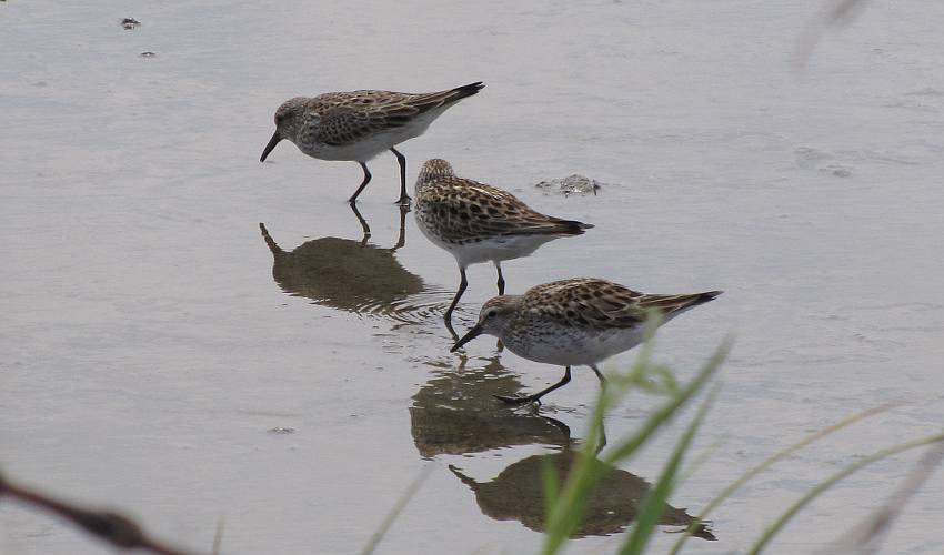 Baird's Sandpipers at Cheyenne Bottoms