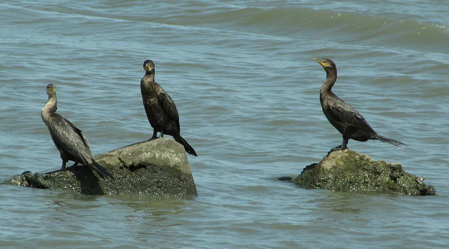 Double-crested Cormorants at Cheyenne Bottoms