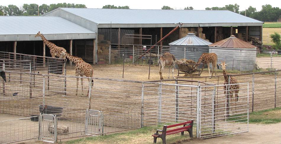 Hedrick's Exotic Animal Farm Bed and 