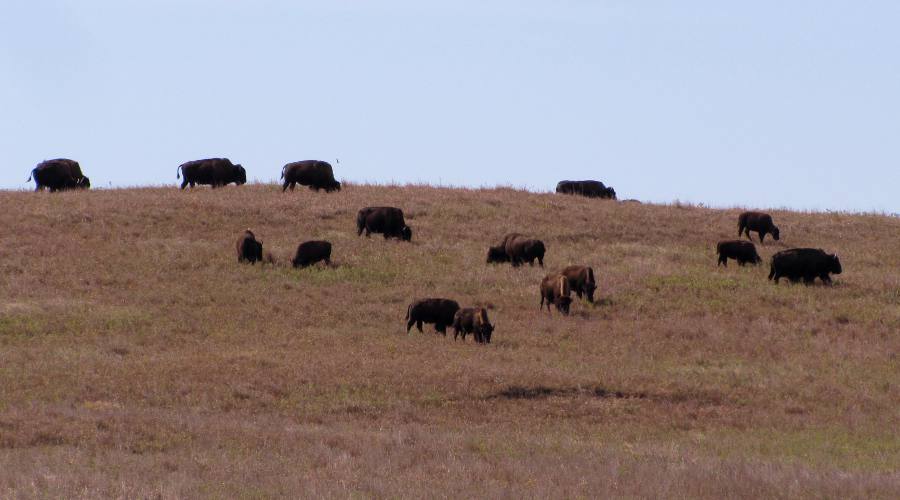 Wild buffalo at the Maxwell Wildlife Refuge