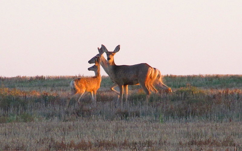 Mule deer in western Kansas