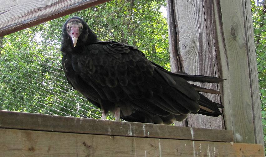 turkey vulture at Nature Reach