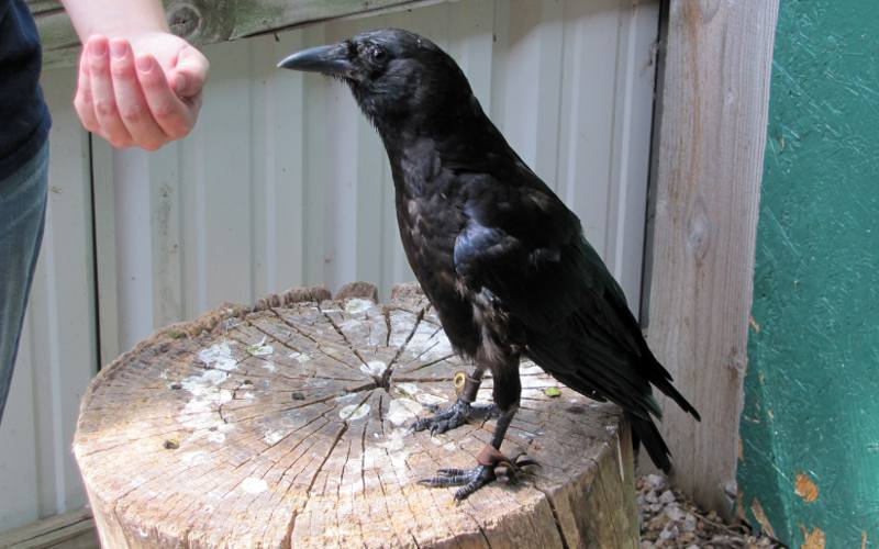 American Crow(Corvus brachyrhynchos)