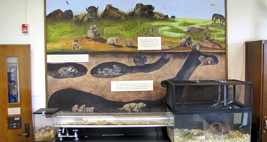 Prairie Dog Colony exhibit - Pittsburg State University