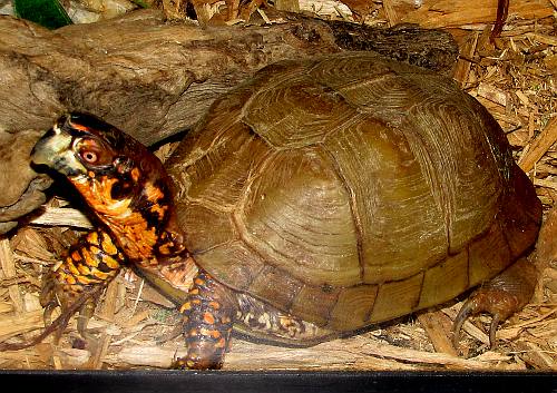 Eastern Box Turtle (Terrapene carolina) at Nature Reach Natural History Museum