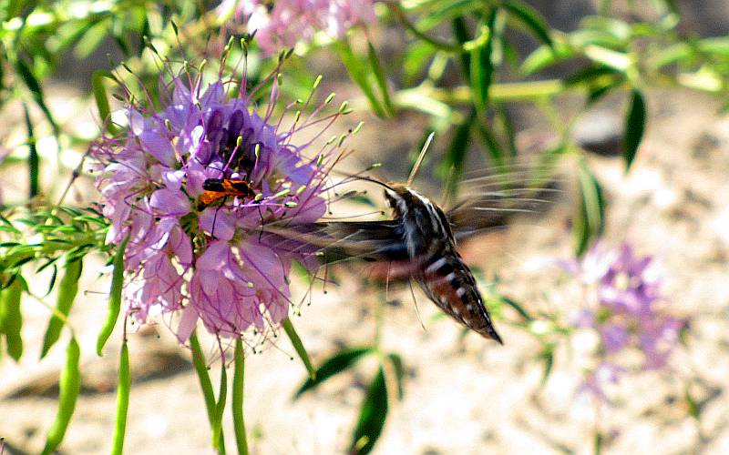 Sphinx Moth also known as humingbird moth